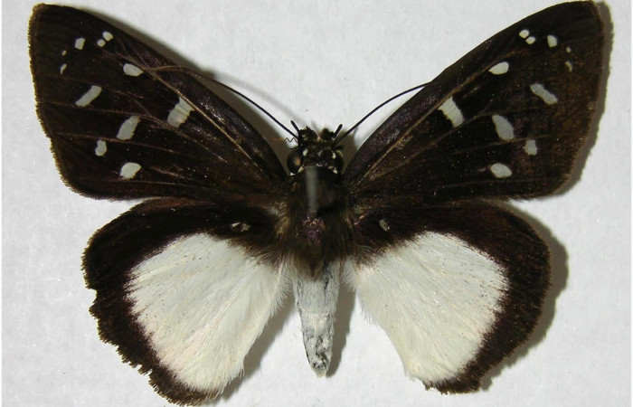 Fig.1. Adulto de <i>Hyalothyrus neleus</i>. Hembra 41mm  de longitud vista dorsal. Voucher : 05-SRNP-33739-DHJ374778.jpg.