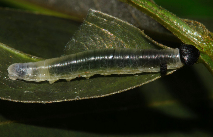 Fig.11. Larva de <i>Hyalothyrus neleus</i>. 13mm  de longitud vista lateral segundo estadio. Voucher : 17-SRNP-30113-DHJ735860.jpg.