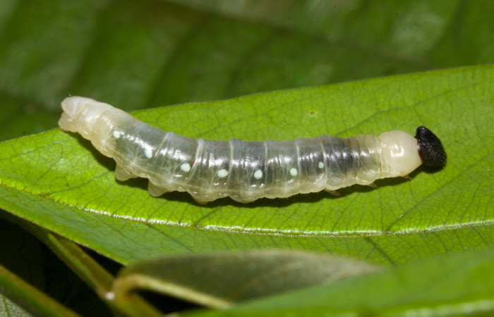 Fig.12. Larva de <i>Hyalothyrus neleus</i>. 24mm  de longitud vista lateral tercer estadio. Voucher : 17-SRNP-30113-DHJ735861.jpg.