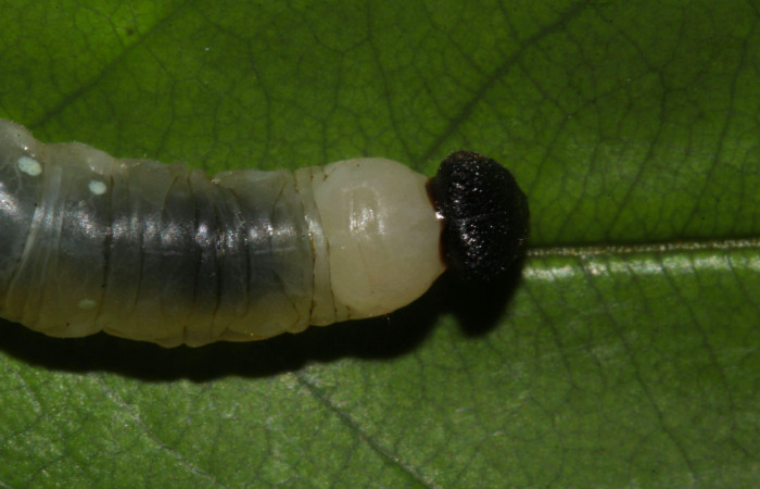 Fig.13. Larva de <i>Hyalothyrus neleus</i>. 24mm  de longitud vistal dorsal tercer estadio. Voucher : 17-SRNP-30113-DHJ735864.jpg.
