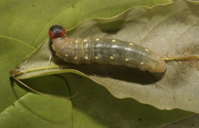 Fig.15. Larva de <i>Hyalothyrus neleus</i>. 39mm  de longitud vista dorsal último estadio. Voucher : 15-SRNP-80382-DHJ714701.jpg.