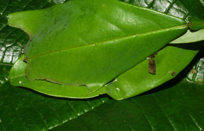 Fig.16. Casa de prepupa de <i>Hyalothyrus neleus</i>. Voucher : 17-SRNP-30113-DHJ735904.jpg.