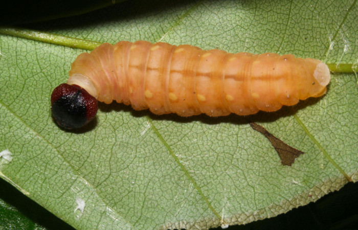 Fig.17. Prepupa de <i>Hyalothyrus neleus</i>. Voucher : 17-SRNP-30113-DHJ735904.jpg.