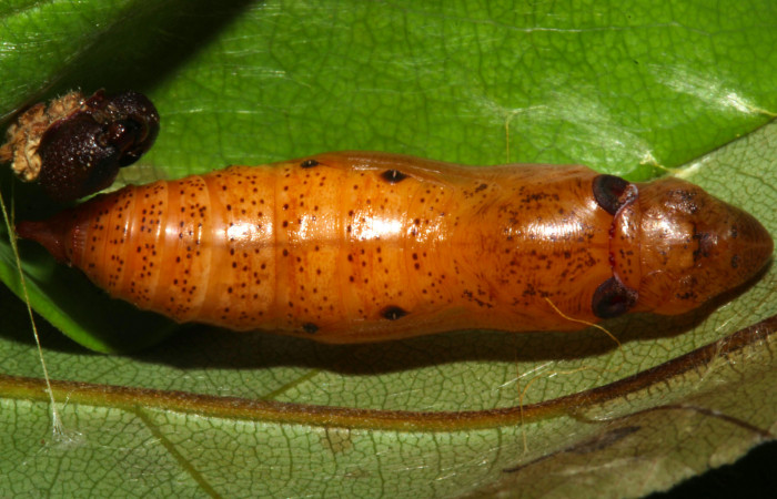 Fig.18. Pupa de <i>Hyalothyrus neleus</i>. Voucher : 17-SRNP-30113-DHJ735911.jpg.