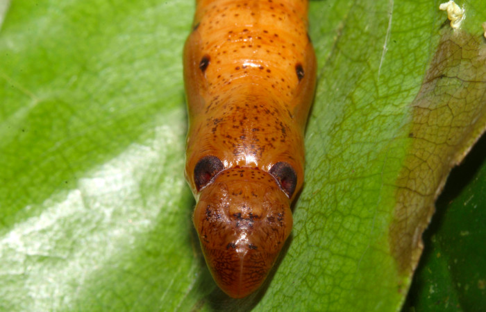 Fig.19. Pupa de <i>Hyalothyrus neleus</i>. Voucher : 17-SRNP-30113-DHJ735916.jpg.