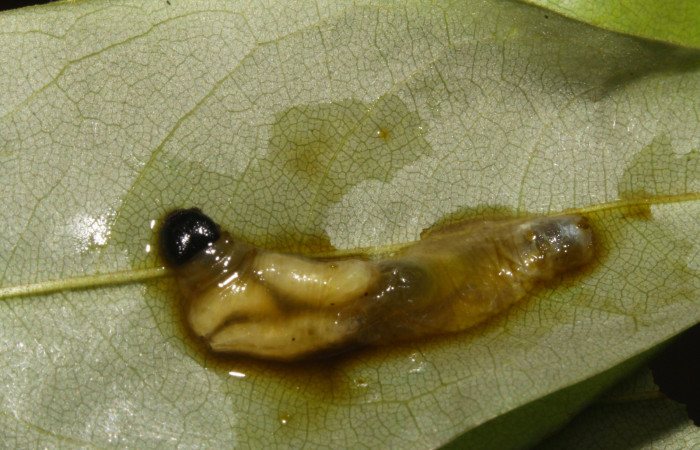 Fig.20. Larvas de parásito de (Tachinidae) <i>Hyalothyrus neleus</i>. Voucher : 15-SRNP-40331-DHJ724368.jpg.