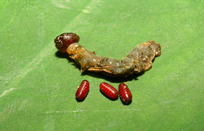 Fig.21. Puparios de parásito (Tachinidae) de <i>Hyalothyrus neleus</i>. Voucher : 13-SRNP-71736-DHJ703411.jpg.