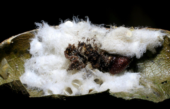 Fig.22. Capullos de parásito (Braconidae) de <i>Hyalothyrus neleus</i>. Voucher : 05-SRNP-34723-DHJ415520.jpg.