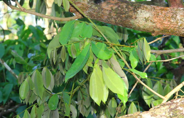 Fig.23. Brotes de <i>Swartzia nicaraguensis</i> (Fabaceae) planta hospedera de <i>Hyalothyrus neleus</i>.