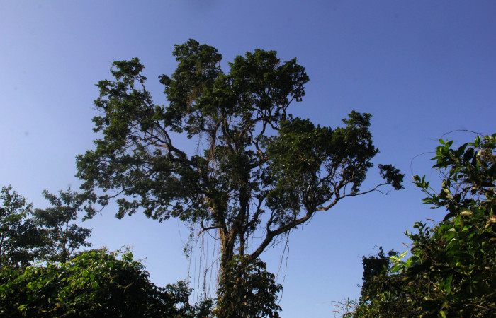 Fig.25. Arbol  de <i>Swartzia nicaraguensis</i> (Fabaceae) planta hospedera de <i>Hyalothyrus neleus</i>.