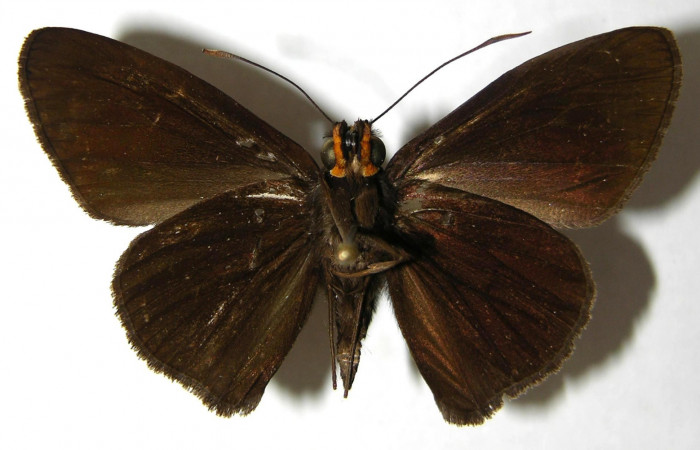 Fig.4. Adulto de <i>Hyalothyrus neleus</i>. Macho 41mm  de longitud vista ventral. Voucher : 03-SRNP-10401-DHJ352325.jpg.