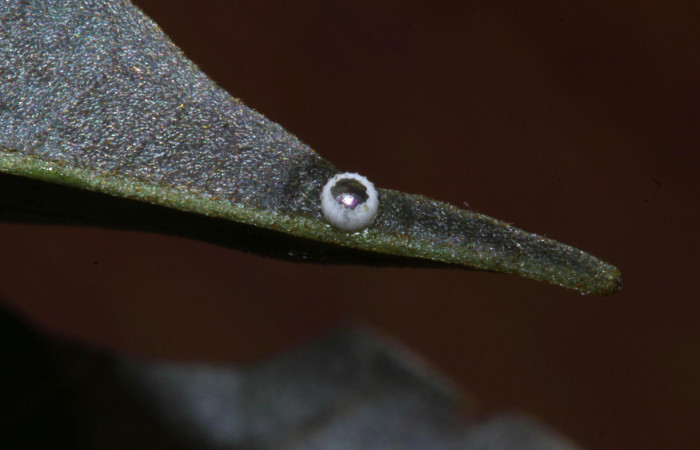 Fig.6. Huevo de <i>Hyalothyrus neleus</i>. Voucher : 17-SRNP-30113-DHJ735853.jpg.