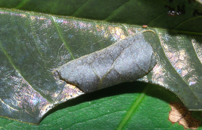 Fig.7. Casa de <i>Hyalothyrus neleus</i>. 9mm  de longitud primer estadio. Voucher : 17-SRNP-30113-DHJ735850.jpg.
