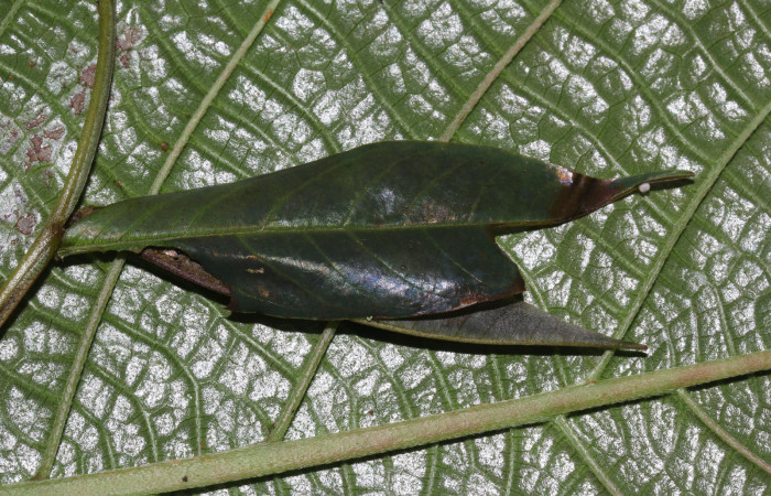 Fig.9. Casa de <i>Hyalothyrus neleus</i>. 21mm  de longitud segundo estadio. Voucher : 17-SRNP-30113-DHJ735858.jpg.