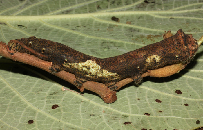 Fig. 10 Vista lateral del último estadio de <i>Arsenura drucei</i> (Saturniidae). Sobre <i>Theobroma angustifolium</i> (Malvaceae). (12-SRNP-31214-DHJ485733). 02 de Octubre 2002. Sendero Mismo Sector Pitilla.