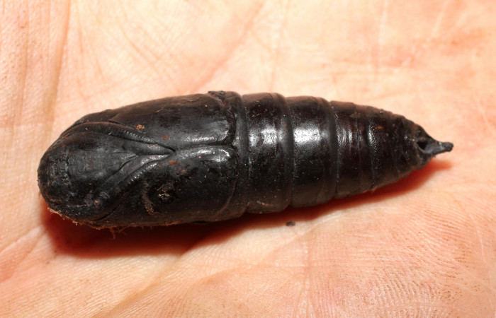 Fig. 11 Pupa de <i>Arsenura drucei</i> (Saturniidae). (10-SRNP-35727-DHJ498223).