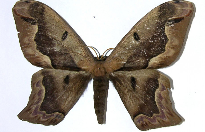 Fig. 1 Vista dorsal del macho <i>Arsenura sylla</i> (Saturniidae). Expansión alar 155 mm. (05-SRNP-17456-DHJ326918).