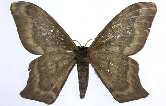 Fig. 2 Vista ventral del macho <i>Arsenura sylla</i> (Saturniidae). Expansión alar 155 mm. (05-SRNP-17456-DHJ326919).