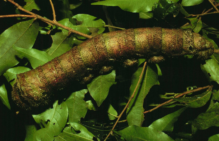 Fig. 3 Vista dorsal de la oruga de <i>Arsenura sylla</i> (Saturniidae) (93-SRNP-5056-DHJ27044). Sobre <i>Hirtella racemosa</i> (Chrysobalanaceae). Estación Maritza Sector Orosí, 22 de Agosto 1993.