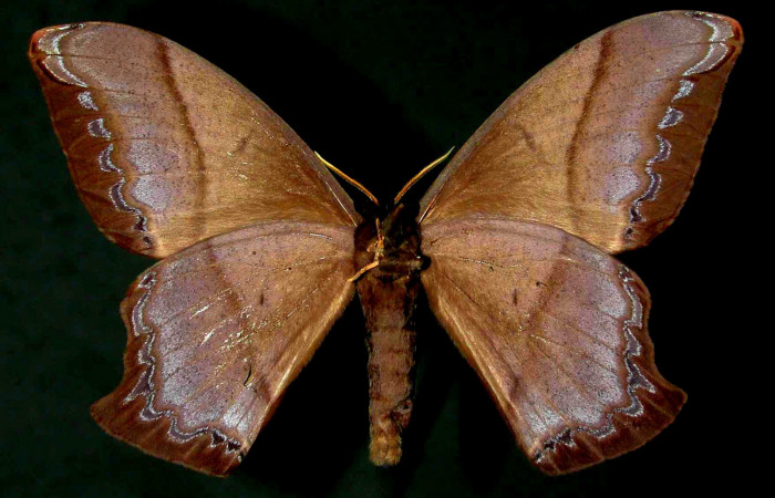 Fig. 5 Vista ventral del macho de <i>Arsenura drucei</i> (Saturniidae). Expansión alar 129mm. (95-SRNP-750-DHJ31039).