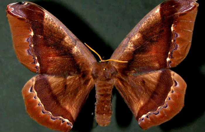 Fig. 6 Vista dorsal de la hembra de <i>Arsenura drucei</i> (Saturniidae). Expansión alar 147mm.  (98-SRNP-3318-DHJ31040).
