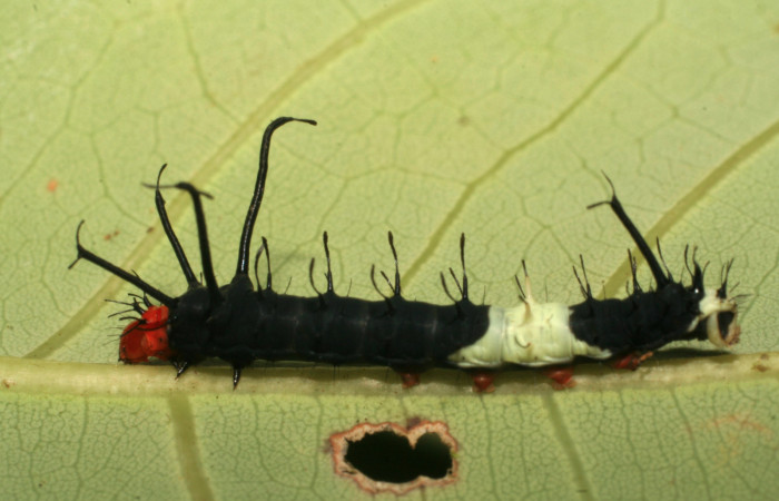 Fig. 8 Vista lateral del segundo estadio de <i>Arsenura drucei</i> (Saturniidae). Sobre <i>Pachira aquatica</i> (Malvaceae). (07-SRNP-45767-DHJ428426) 19 de Agosto 2007. Roca Verde Sector Cacaco.