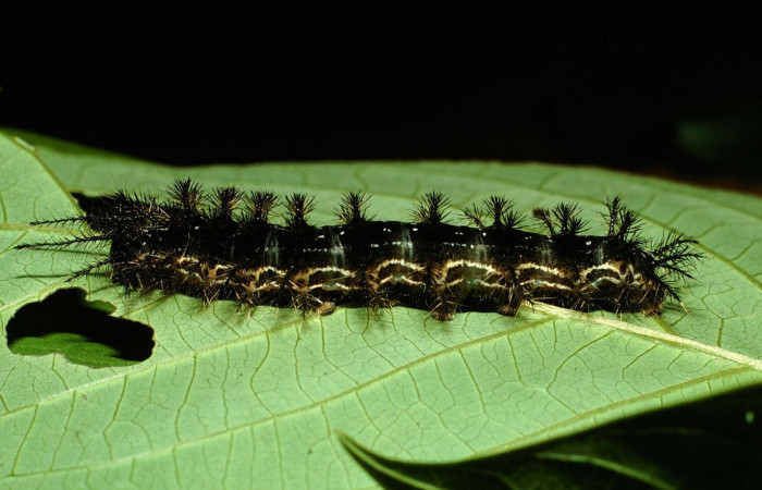 Fig.10.Larva de <i>Hylesia rubrifrons</i>. Voucher: 01-SRNP-4857-DHJ62879