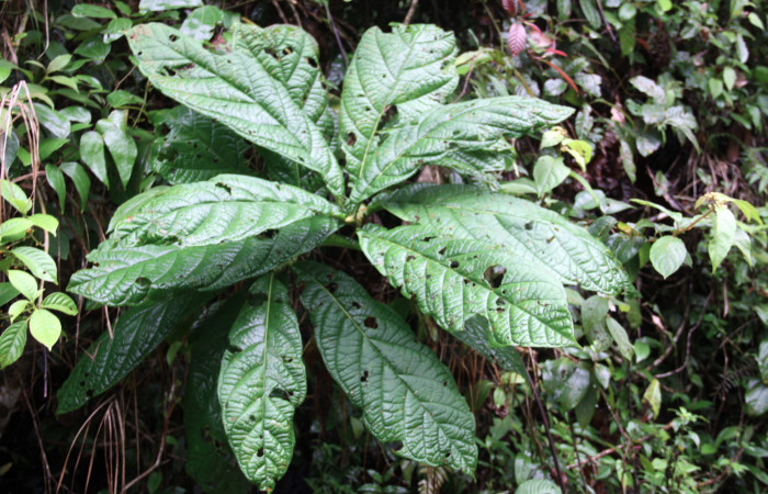 Fig.13. Planta hospedera de <i>Hylesia rubrifrons</i>. <i>Coccoloba tuerckeimii</i>. (Polygonaceae)