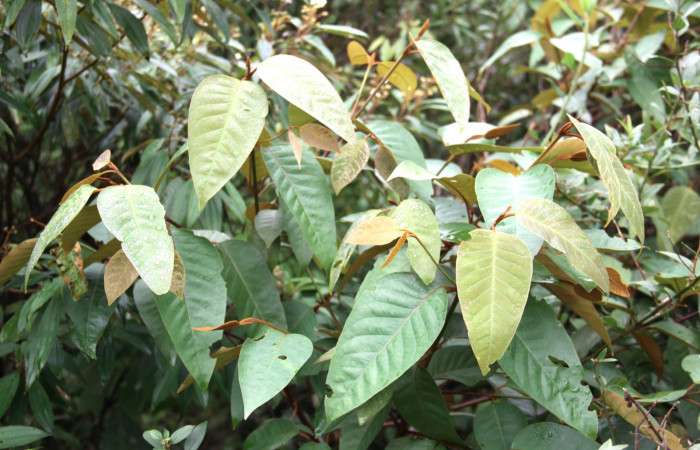 Fig.14. Planta hospedera de <i>Hylesia rubrifrons</i>. <i>Vismia baccifera</i> (Hypericaceae)
