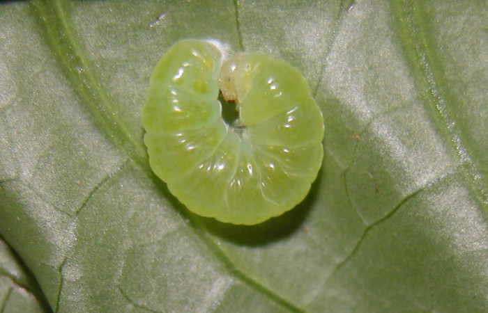 Fig.10. Prepupa de <i>Hypoleria rhene</i>. 10mm de longitud. Voucher : 04-SRNP-56302-DHJ400257.jpg.