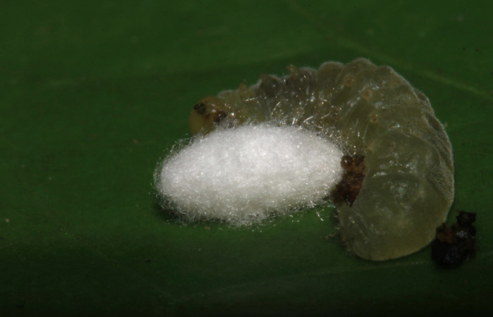 Fig.14. Capullo de parásito de la familia (Braconidae), en <i>Hypoleria rhene</i>. Voucher : 14-SRNP-31832-DHJ721530.jpg