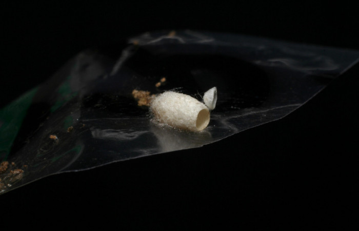 Fig.15. Capullo de parásito de la familia (Braconidae), en <i>Hypoleria rhene</i>.  Voucher : 06-SRNP-65418-DHJ436647.jpg