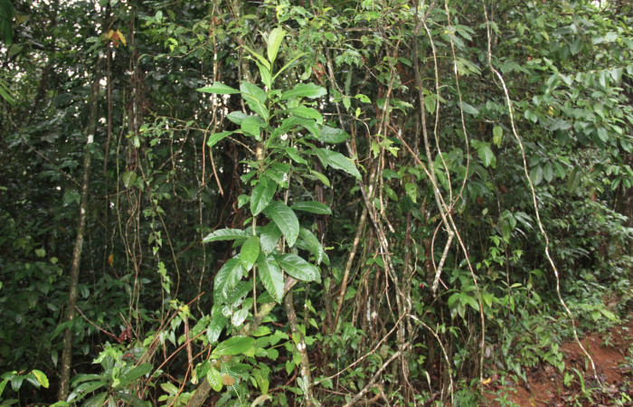 Fig.16. Arbol juvenil de <i>Cestrum schlechtendalii</i> (Solanaceae). Planta hospedera de <i>Hypoleria rhene</i>. Foto, Manuel Rios, Septiembre 2016.