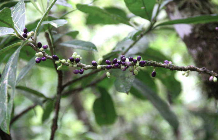 Fig.18. Mostrando frutos de <i>Cestrum schlechtendalii</i> (Solanaceae). Planta hospedera de <i>Hypoleria rhene</i>. Foto, Manuel Rios, Septiembre 2016.