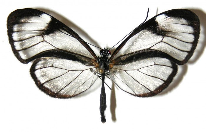 Fig.2. Adulto de <i>Hypoleria rhene</i>. Macho 51mm  de longitud vista ventral. Voucher : 05-SRNP-32223-DHJ309344.jpg.