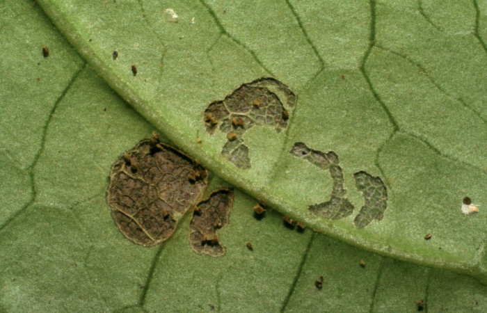 Fig.6. Mostrando comido de <i>Hypoleria rhene</i>. Voucher : 05-SRNP-32954-DHJ405125.jpg.
