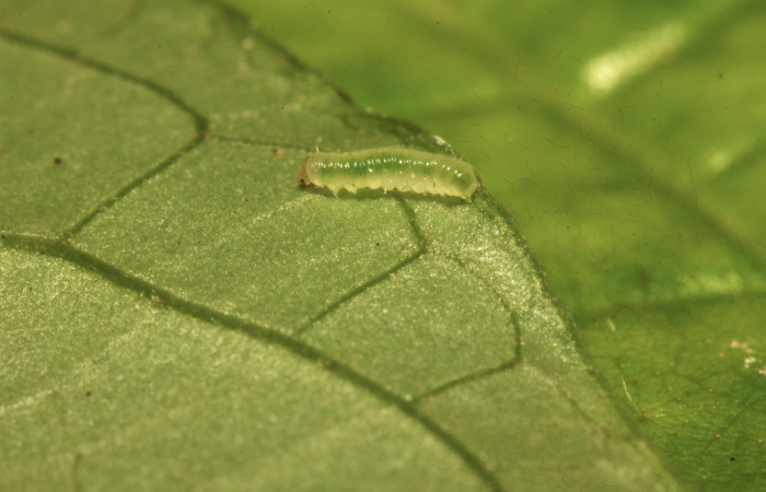 Fig.7. Larva de <i>Hypoleria rhene</i>. 4mm de longitud. Voucher : 16-SRNP-31322-DHJ735245.jpg.