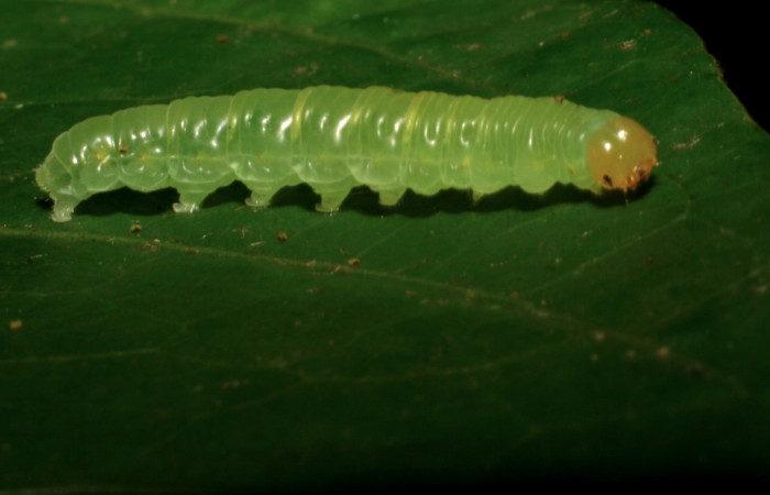 Fig.9. Larva de <i>Hypoleria rhene</i>. 22mm de longitud. Voucher : 05-SRNP-32954-DHJ405118.jpg. 
Cestrum schlechtendalii	
Cestrum schlechtendalii	