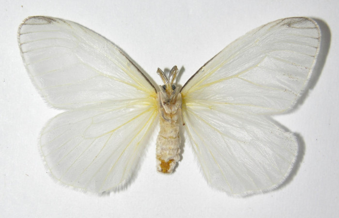 Figura 14. Adulto de <i>Eloria torrida</i> (Erebidae), hembra vista ventral, localidad Sendero Cima Sector Cacao ACG (1460m). Voucher: 05-SRNP-35802-DHJ325997.jpg.