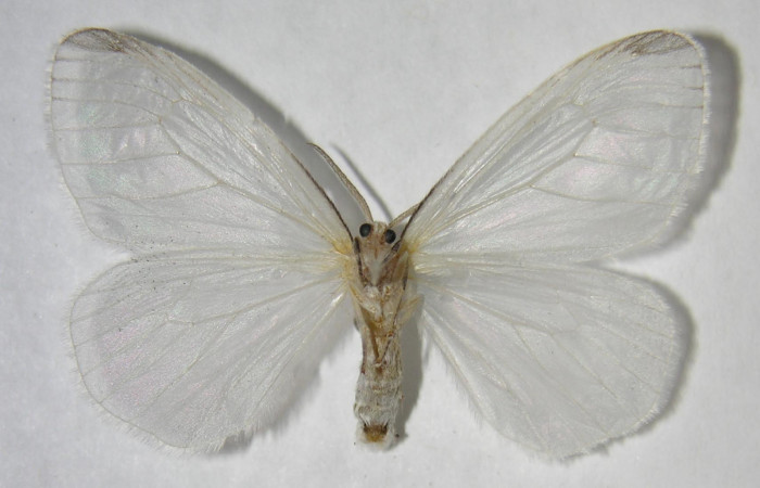 Figura 16. Adulto de <i>Eloria torrida</i> (Erebidae), macho vista ventral, localidad Sendero Circular Sector Cacao (ACG) (1185m). Voucher: 06-SRNP-35919-DHJ359989.jpg.
