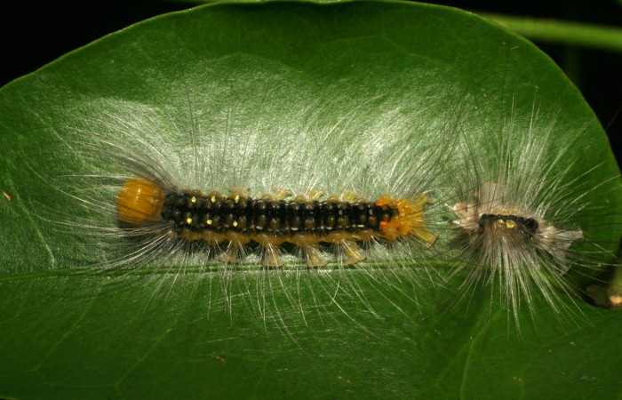 Figura 12. Larva <i>Eloria torrida</i> (Erebidae), vista dorsal, localidad Sendero Arenales Sector Cacao ACG (1080m). Voucher: 07-SRNP-36155-DHJ422105.jpg.
 