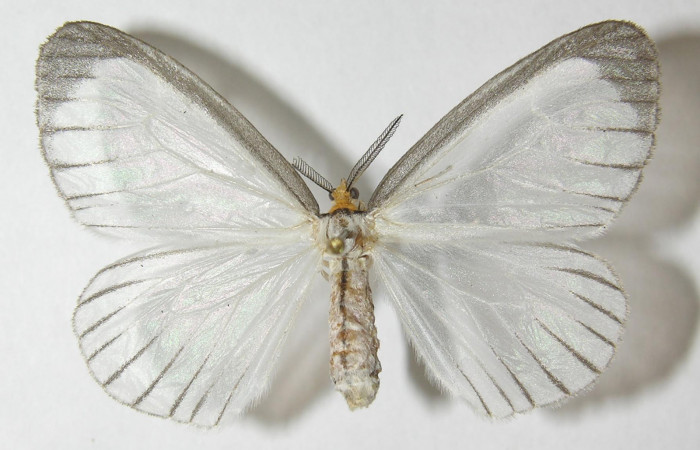 Figura 7. Adulto de <i>Eloria onaba</i> (Erebidae), vista dorsal, localidad Loaciga Sector Pitilla ACG (445m). Voucher: 10-SRNP-31680-DHJ541174.jpg.
