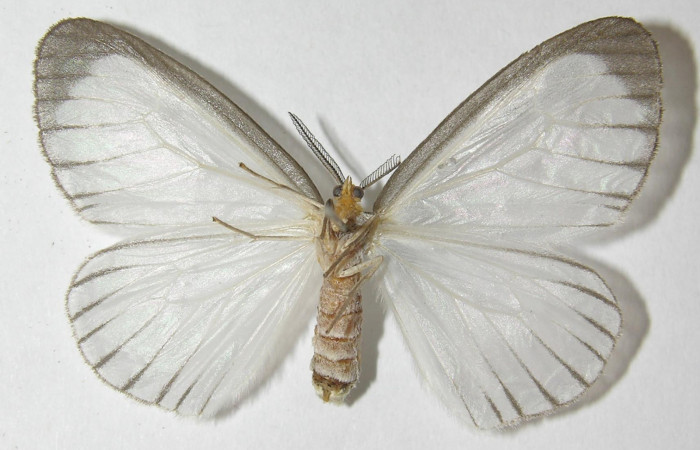 Figura 8. Adulto de <i>Eloria onaba</i> (Erebidae), vista ventral, localidad Loaciga Sector Pitilla ACG (4445m). Voucher: 10-SRNP-31680-DHJ541175.jpg.

