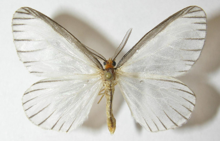 Figura 9. Adulto de <i>Eloria onaba</i> (Erebidae), vista dorsal, localidad Bullas Estación Quica Sector Pitilla ACG (440m). Voucher: 10-SRNP-72630-DHJ538692.jpg.
