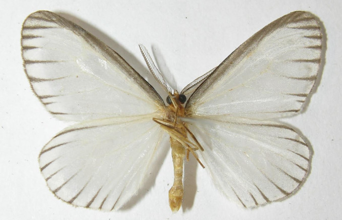 Figura 10. Adulto de <i>Eloria onaba</i> (Erebidae), vista ventral, localidad Bullas Estación Quica Sector Pitilla ACG (440m). Voucher: 10-SRNP-72630-DHJ538693.jpg.
