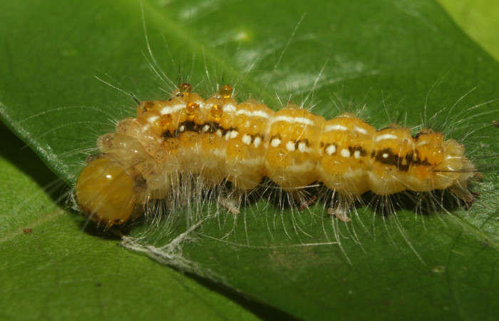 Figura 4. Prepupa de <i>Eloria onaba</i> (Erebidae), vista dorsal, localidad Sendero Manguera Estación Quica Sector Pitilla ACG (470m). Voucher: 17-SRNP-73326-DHJ741512.jpg.
