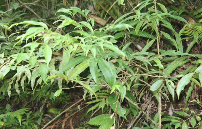 Figura 17. Planta hospedera de <i>Eloria onaba</i> (Erebidae), planta llamada <i>Erythroxylum macrophyllum</i> (Erythroxylaceae), localidad Pasmompa Sector Pitilla ACG (440m), foto: Ricardo Calero 01 Setiembre 2018.
