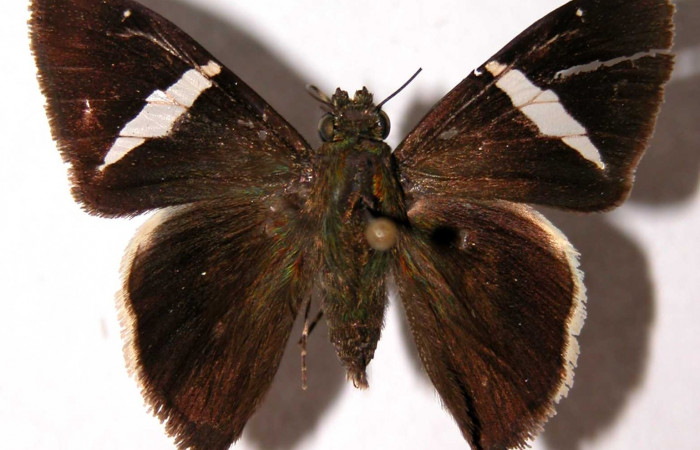 Fig. 10 Adulto de <i>Autochton zarex</i> mostrando la parte dorsal , macho. Voucher: 97-SRNP-4767-DHJ39908.jpg