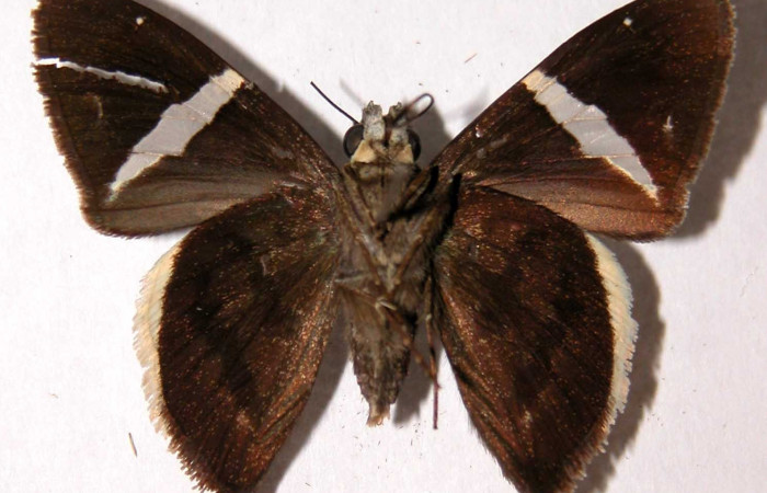 Fig. 11 Adulto de <i>Autochton zarex</i> mostrando la parte ventral , macho. Voucher: 97-SRNP-4767-DHJ39909.jpg