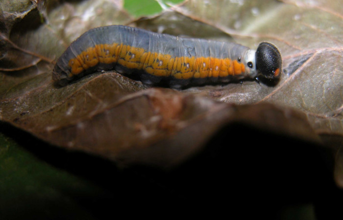 Fig.1  Larva <i>Autochton</i> Burns01DHJ04  último estadío  vista lateral , mostrando banda naranja.  Voucher:  03-SRNP-21425-DHJ90978.jpg